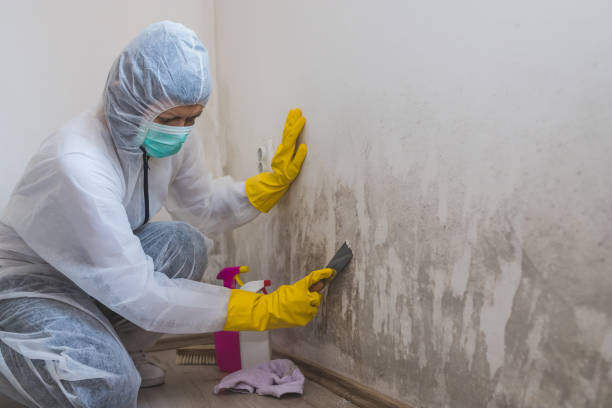 Best Toxic Mold Removal  in La Huerta, NM