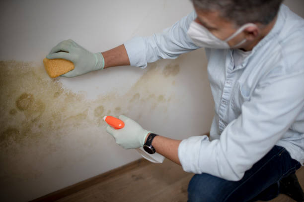 Best Mold Cleaning Services  in La Huerta, NM