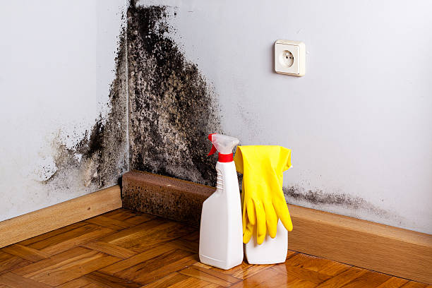 Best Affordable Mold Removal  in La Huerta, NM