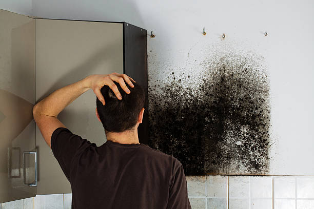 Best Black Mold Removal  in La Huerta, NM