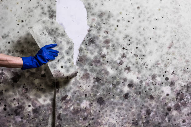 Best Office Mold Removal Services  in La Huerta, NM