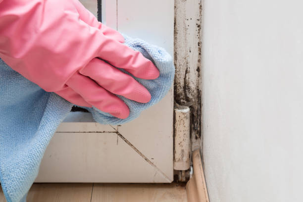 Best Commercial Mold Removal  in La Huerta, NM