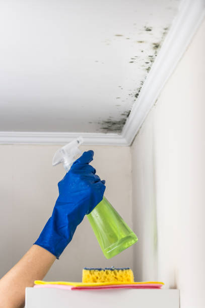 Best Affordable Mold Removal  in La Huerta, NM