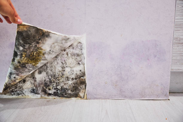 Professional Mold Removal in La Huerta, NM